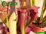 Kapturnica Sarracenia FIONA