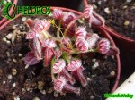 Cefalotus Bukłakowaty - CEPHALOTUS FOLLICULARIS
