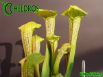 Sarracenia Kapturnica MK H101 Sarracenia x Hummer Hammerhead DC 2004