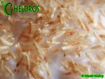 CEPHALOTUS FOLLICULARIS seeds