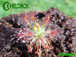 Drosera STELLIFLORA - small gem