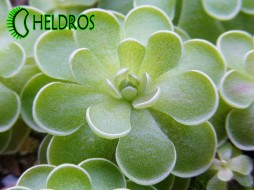 Pinguicula JAUMAVENSIS - nice plant