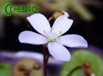 Flower of Drosera MACROPHYLLA ssp. MACROPHYLLA. Kwiat Rosiczki Macrophylla ssp. Macrophylla