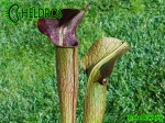 MK A22

Sarracenia Alata var. atrorubra. All red, De Soto National Forest. Large wide, red lid,WPW