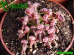 Cefalotus Bukłakowaty - CEPHALOTUS FOLLICULARIS