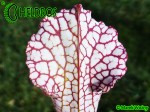 MK L30 Sarracenia leucophylla Red  white, Viv Topham