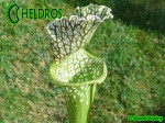 MK H181 Kapturnica Sarracenia x excellens x leucophylla AS SX14 2006