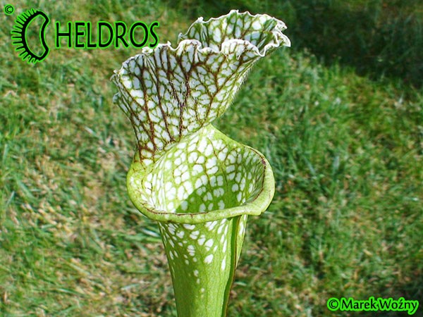 MK H181 Kapturnica Sarracenia x excellens x leucophylla AS SX14 2006