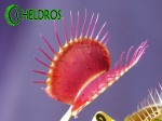 Dionaea Muscipula MUCHOŁÓWKA PURPLE GIANT