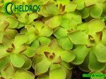 Pinguicula Tłustosz GRACILIS