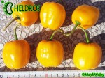 ORANGE GIANT ROCOTO chili