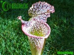 MK L64 Sarracenia Leucophylla Red  White, very stocky autumn Pitcher. Plant originally brought in by Dave Taylor, late 70s