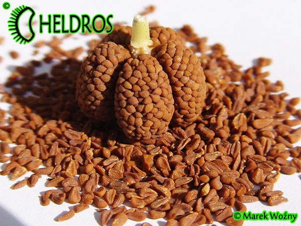 SARRACENIA SEEDS  Nasiona kapturnicy i torebka nasienna