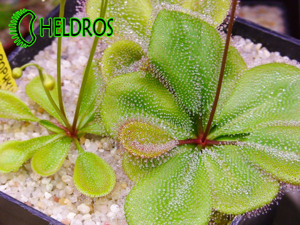Adult Drosera MACROPHYLLA ssp. aff. MONANTHA. Rosiczka MACROPHYLLA ssp. aff. MONANTHA