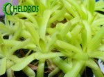 TŁUSTOSZ PINGUICULA GRACILIS x MOCTEZUMAE