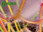 Drosera-BINATA-MULTIFIDA-carnivorous-leaf-Rosiczka-MULTIFIDA-owadożerny-liść