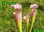 MK L55 Sarracenia Leucophylla Tarnok ,W. Mutant flower form