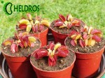 Dionaea Muscipula Muchołówka BIG MOUTH
