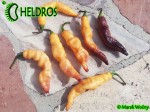 PINK TIGER chili - cross of Bhut Jolokia and Pimenta da Neyde