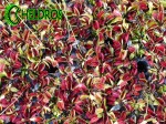Dionaea Muscipula Muchołówka BIG MOUTH