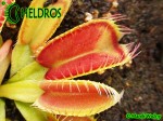 Dionaea Muscipula Muchołówka Louchapates