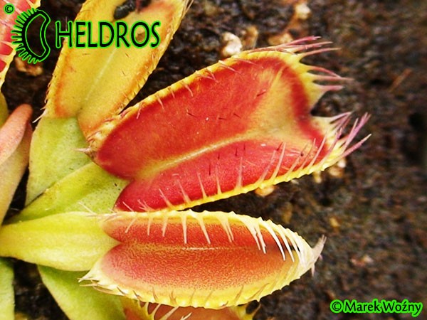 Dionaea Muscipula Muchołówka Louchapates