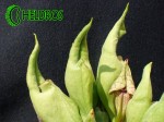 Kapturnica SARRACENIA x SMURF
