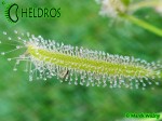 Drosera Capensis Alba - Albino