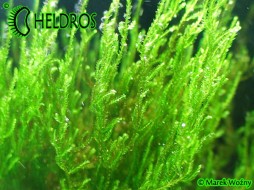 FLAME MOSS - Taxiphyllum sp. 50ml