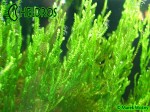 FLAME Moss Taxiphyllum sp.