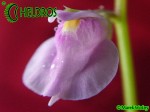 Utricularia Calycifida - flower