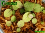 Utricularia Calycifida