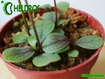 Utricularia Calycifida