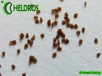 Utricularia Calycifida - seeds