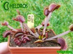 Dionaea RUBY RED