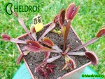 Dionaea RUBY RED