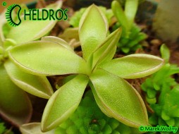 Pinguicula  spec. KÖHRES (Koehres)