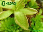 Pinguicula sp. Köhres 2