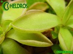 Pinguicula sp. Köhres