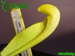 MK H47 Sarracenia x formosa
