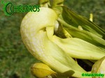 MK H47 Sarracenia x formosa