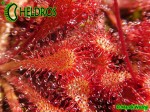 Drosera Capillaris COSTA RICA