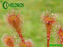 DROSERA NIDIFORMIS - 20 seeds