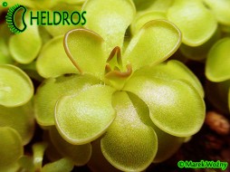 Pinguicula ROTUNDIFLORA - Tamaulipas