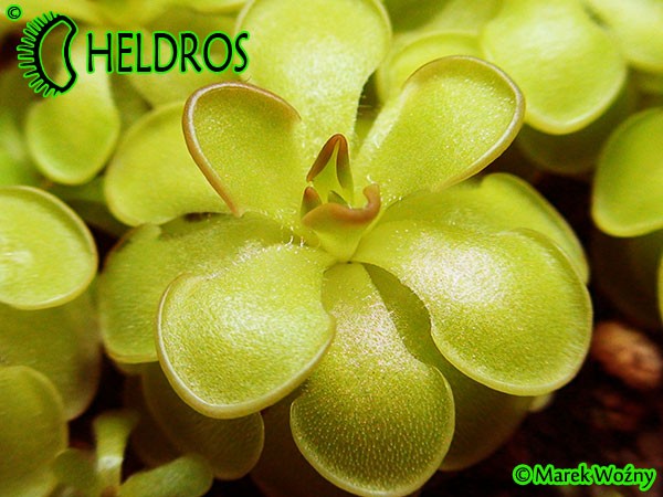Pinguicula Rotundiflora Tamaulipas