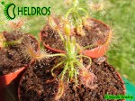 Rosiczka Drosera SCORPIOIDES / Drosera SCORPIOIDES.