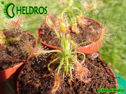 Drosera SCORPIOIDES - hunter