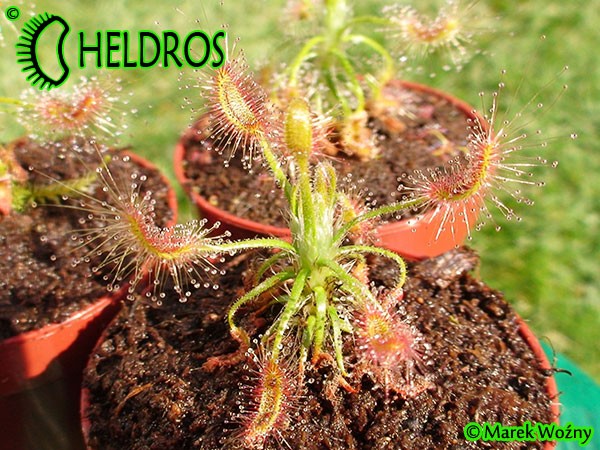 Rosiczka Drosera SCORPIOIDES / Drosera SCORPIOIDES.