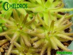 Pinguicula Gypsicola BG Bonn