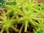 Pinguicula Gypsicola BG Bonn